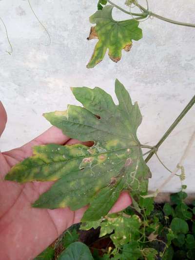 Leaf Miner Flies - Tomato