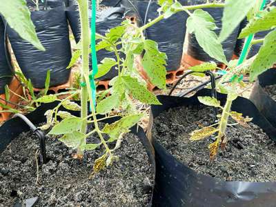 mancha foliar de septoria cannabis