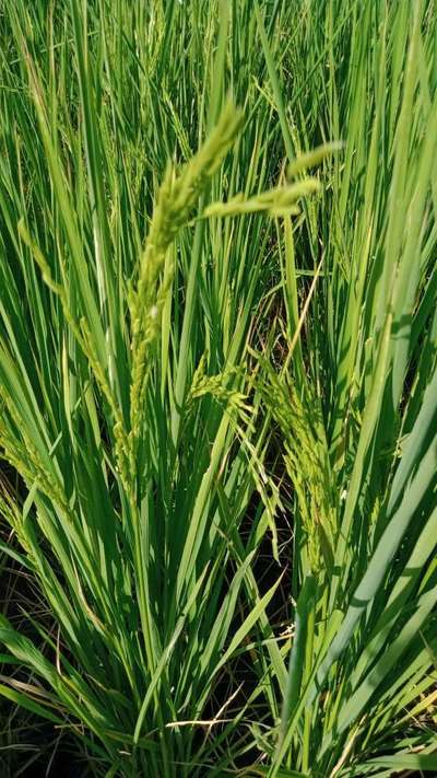 Bacterial Blight of Rice - Rice