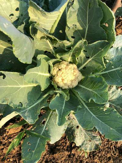 Cabbage Moth - Cauliflower