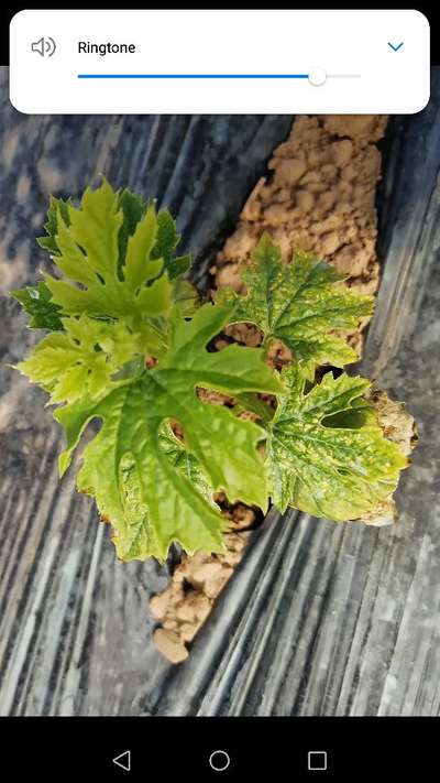 Cucumber Green Mottle Virus - Zucchini