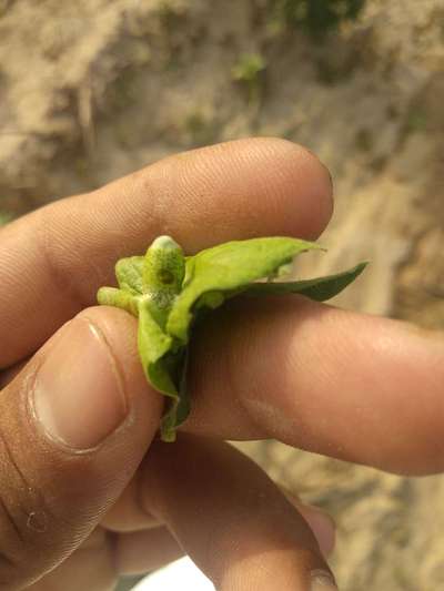 गुलाबी इल्ली कीट (पिंक बॉलवर्म) - कपास