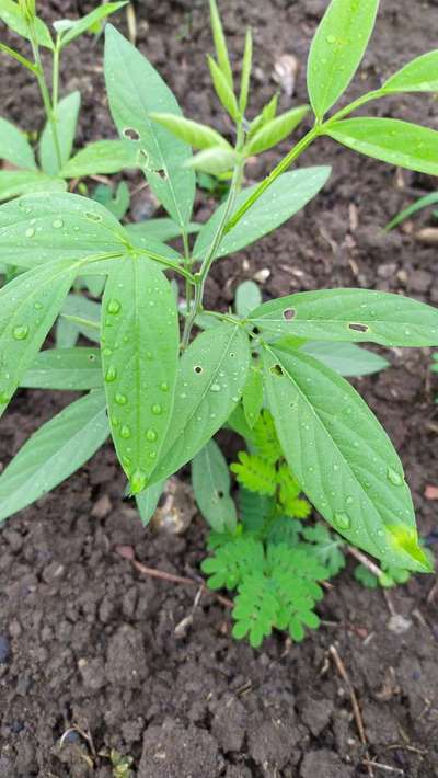 Flea Beetles - Pigeon Pea & Red Gram