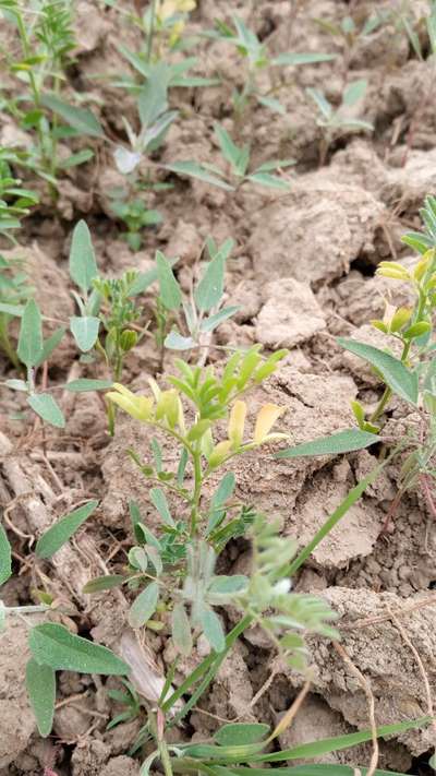 Iron Deficiency - Lentil