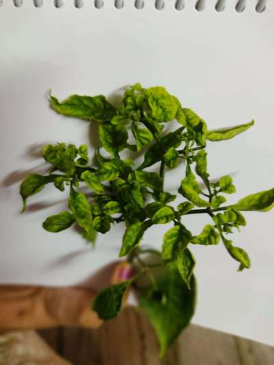 Chilli Leaf Curl Virus - Capsicum & Chilli