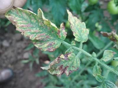 Magnesium Deficiency - Tomato