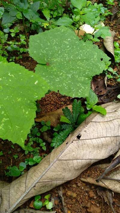 Leaf Miner Flies - Okra