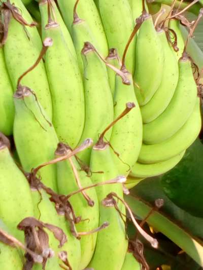 Banana Fruit-Scarring Beetle - Banana