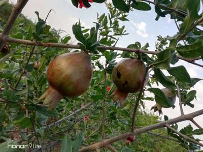 डाळिंबावरील कवडी  करपा - डाळिंब