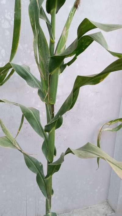 Sulfur Deficiency - Maize