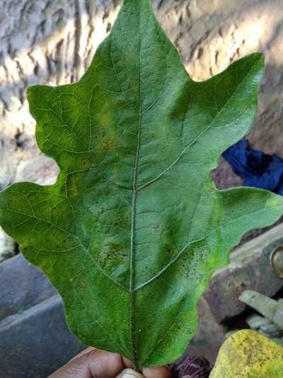 Mealybug - Brinjal