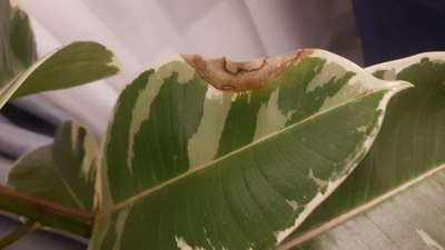 Leaf Variegation - Cotton