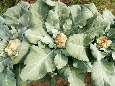 Diamondback Moth - Cauliflower