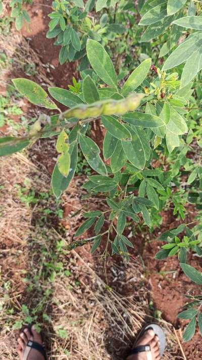 Powdery Mildew - Pigeon Pea & Red Gram