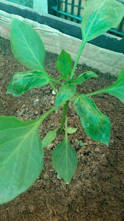 Broad Mite - Capsicum & Chilli