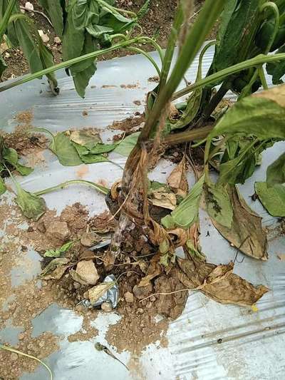 Stem Rot - Capsicum & Chilli