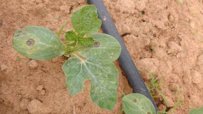 Leaf Miner Flies - Melon