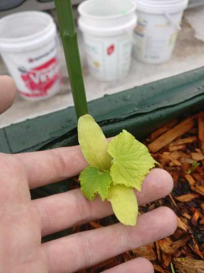 Sulfur Deficiency - Cucumber