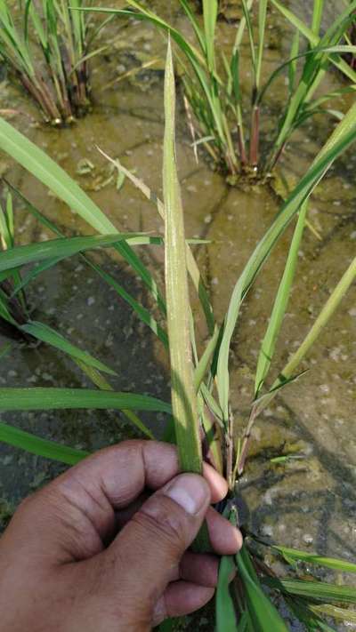 Phosphorus Deficiency - Rice