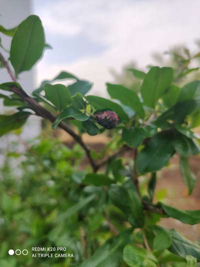 Aphids - Pomegranate