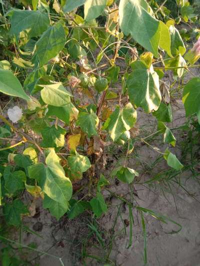 Fusarium Wilt - Cotton