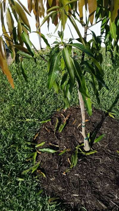 Anthracnose of Papaya and Mango - Mango