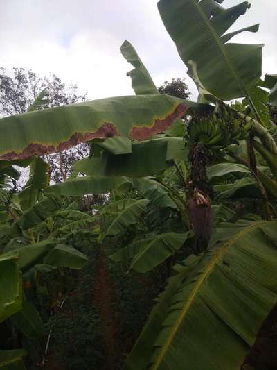 ಪೊಟ್ಯಾಸಿಯಮ್  ಕೊರತೆ - ಬಾಳೆಹಣ್ಣು