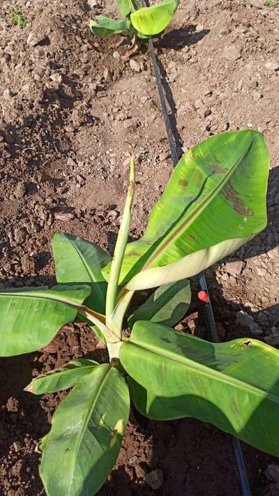 Calcium Deficiency - Banana