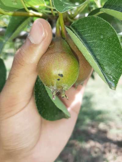 Anthracnose of Pomegranate - Pear