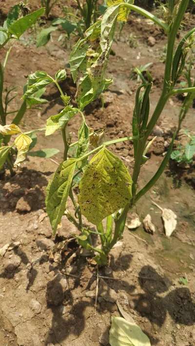 Chocolate Spot of Broad Bean - Bean