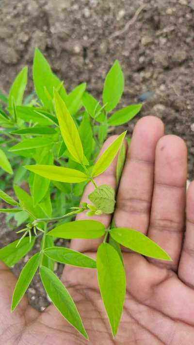 Iron Deficiency - Pigeon Pea & Red Gram