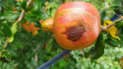 Bacterial Blight of Pomegranate - Pomegranate