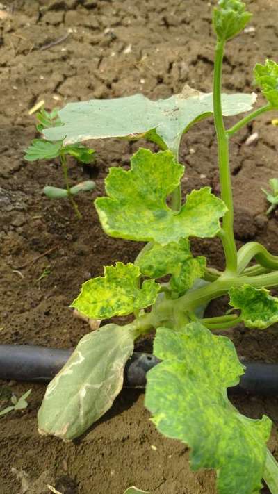 Leaf Miner Flies - Cucumber