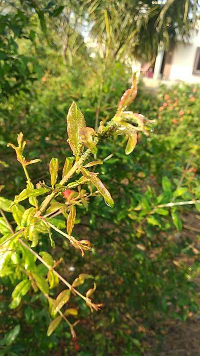 ಬಿಳಿ ನೊಣಗಳು - ದಾಳಿಂಬೆ