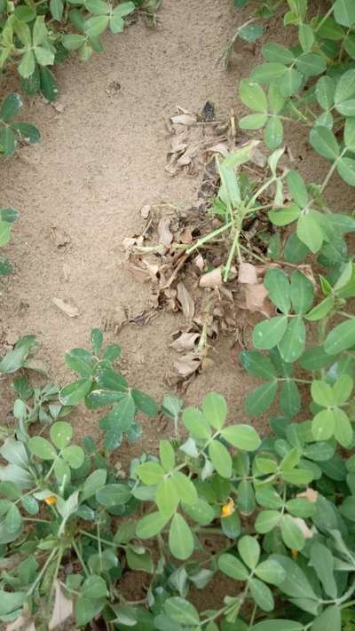 Ashy Stem Blight of Bean - Peanut