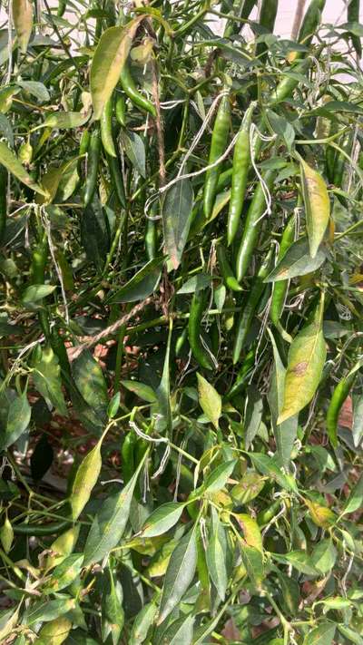 Chilli Thrips - Capsicum & Chilli