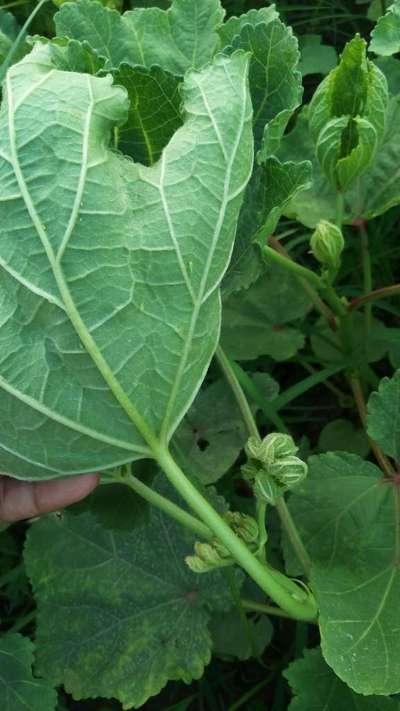 Leafhoppers and Jassids - Okra