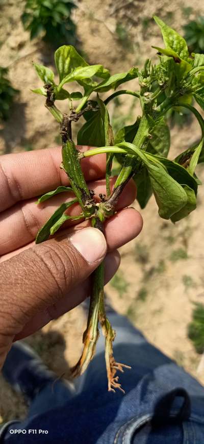 Fusarium Wilt - Capsicum & Chilli