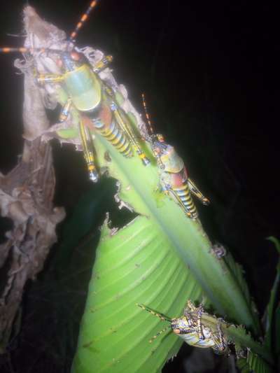 Short horned Grasshopper and Locust - Banana