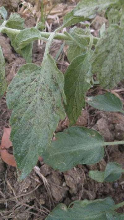 Tomato Spotted Wilt Virus - Tomato