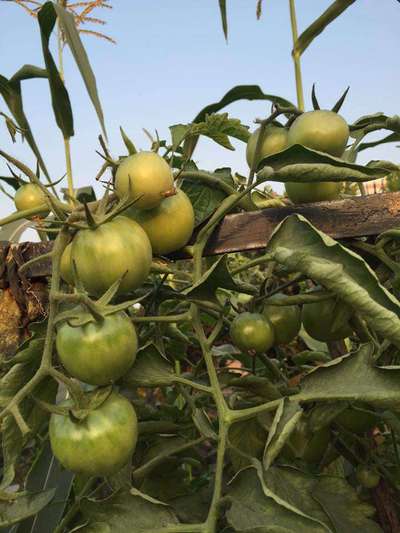 Tomato Spotted Wilt Virus - Tomato