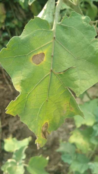 Early Blight - Brinjal