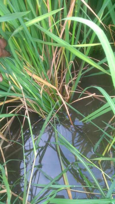 Stem Rot of Rice - Rice