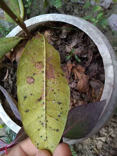 Black Spot Disease - Mango