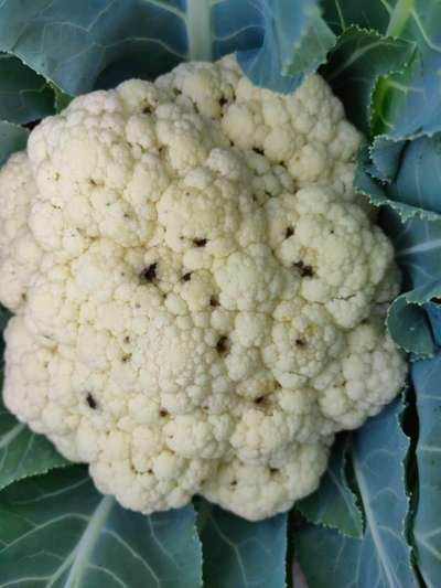 Diamondback Moth - Cauliflower