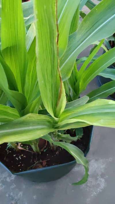 Iron Deficiency - Maize