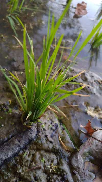 Bacterial Blight of Rice - Rice