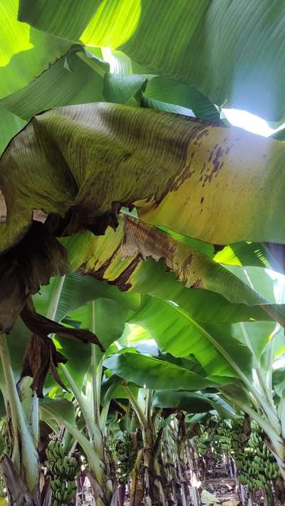 Leaf Blotch of Banana - Banana