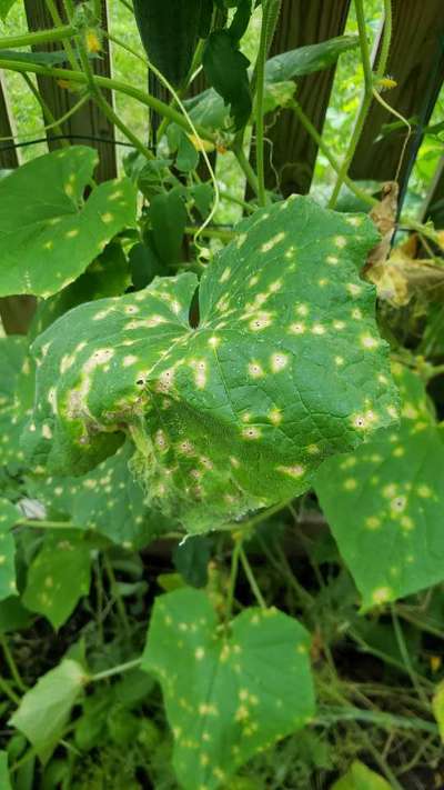 Gummy Stem Blight of Cucurbits - Cucumber