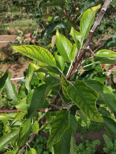 Botryosphaeria Dieback - Apple